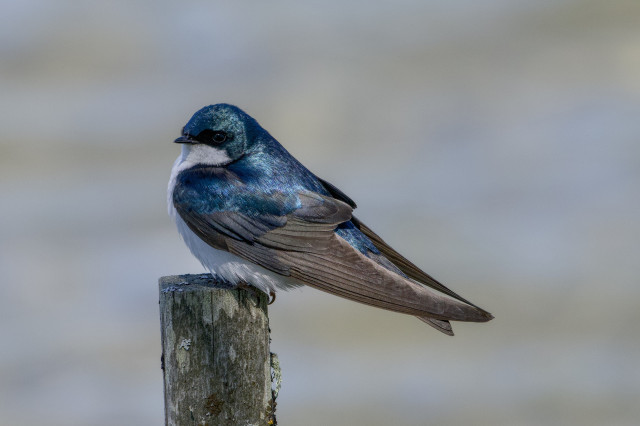 A Tree Swallow sitting on a small post, shining in the light, and looking out