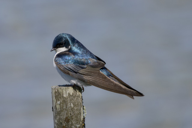 A Tree Swallow sitting on a small post, shining in the light, and looking down