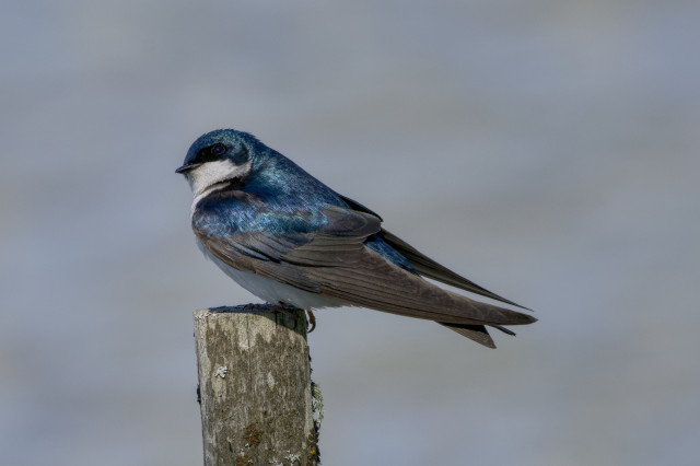 A Tree Swallow sitting on a small post, shining in the light, and looking up