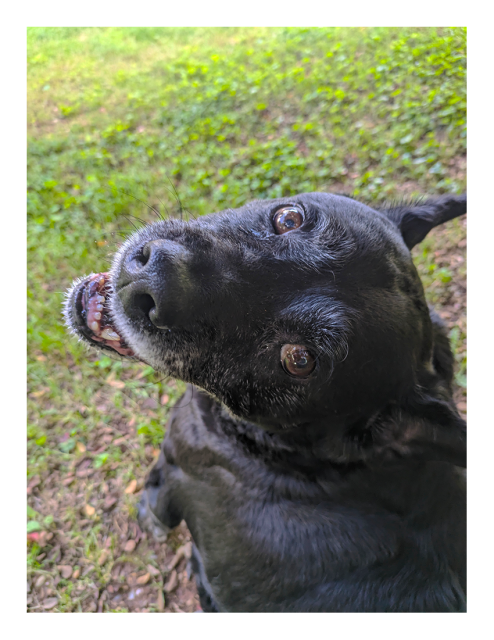 high angle view of gus, a black lab/pitty sitting at my feet. he's glancing up at us, making eye contact, mouth open and ears back. he's blissing from the scritches he's receiving. the background is grassy yard.