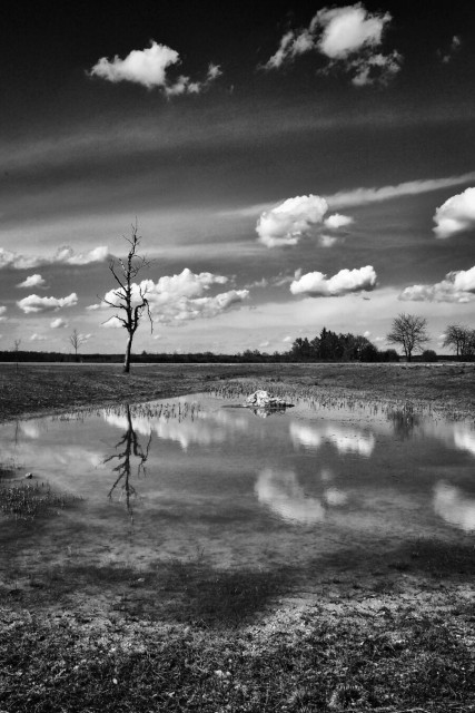 A black and white photo of a landscape features a solitary leafless tree next to a calm body of water. Clouds are reflected in the water, which dominates the foreground. The background has more trees and a wide sky scattered with fluffy clouds.