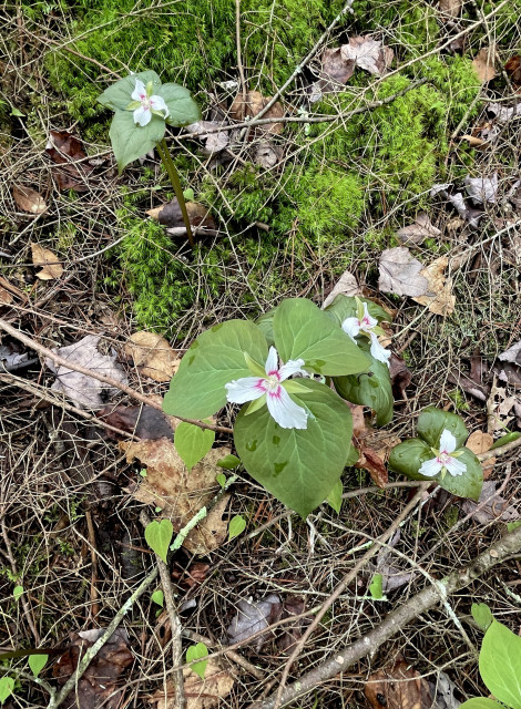 Closeup of 4 flowers that are white with an internal pink/red fringe near the center. Each flower sits on 3 leaves/bracts. They are growing from the forest floor that also has bright moss, fallen twigs, and other small plants coming up.