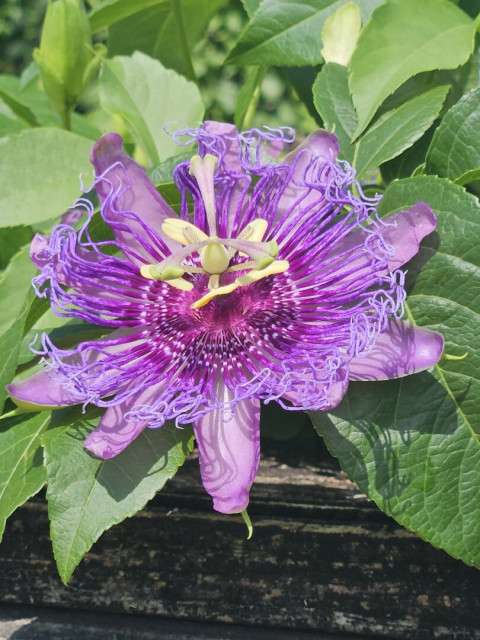 Close up of a big, lush green, vine-like plant reaching over the top of an old, wet, weathered, wood property line fence, where a large purple passion flower has opened facing the overhead sunlight. With ten purple petals extending outward like the arms of a starfish, and a layer of thin, blue, lace-like "tentacles" above them, surrounding an alien like center with yellow trumpet and propeller like features.