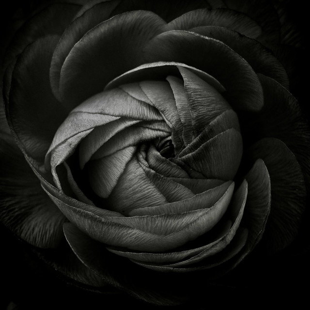 Mein Schwarz-Weiß-Foto zeigt die Blüte einer Ranunkel. Die Blütenblätter sind ineinander geschmiegt und besitzen eine feine Textur. Mit etwas Phantasie kann man ein Auge oder die geschlossene Blende eines Fotospparats assoziieren. Zum Bildrand hin verlieren sich die Strukturen in der Dunkelheit.