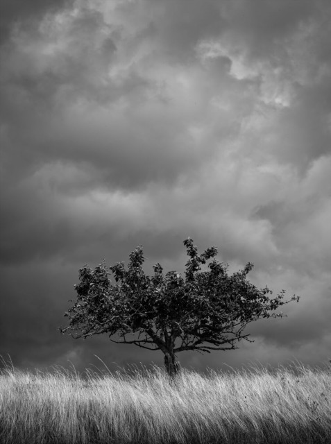 Black and white photo of a tree in a field of dry grass, dark storm clouds fill the background.