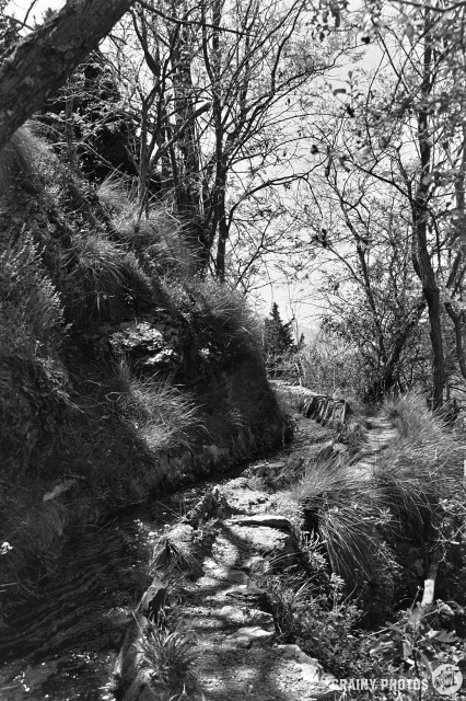 A black-and-white film photo of the narrow and precarious path we are following beside an acequia (irrigation ditch).