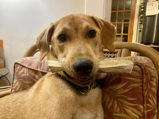 Molly, a young, tan hound mix, looking cute with a bone in her mouth. 