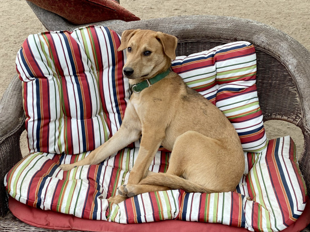 Molly looking cute with a bone sitting on an outdoor love seat. 
