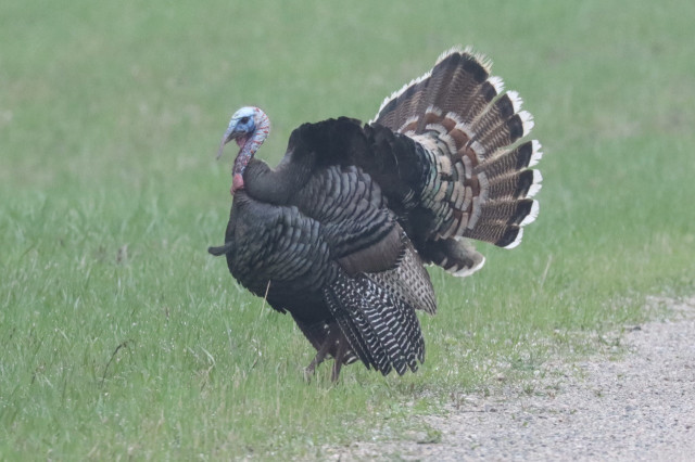 A massive looking turkey, in shades of brown, has all its feathers fluffed out in some kind of display. Its head is blue and pink. It’s standing in grass beside a gravel road.