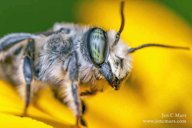 A bee with very fluffy white fur And noticeable large black serrated mandibles stands on an out of focus yellow flower. One pretty green and black mottled eye is visible in sharp focus.