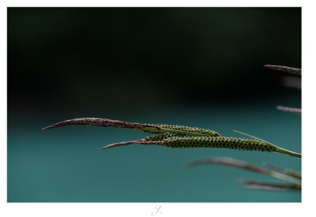 Close-up of the green stems of the sedge (Carex Nigra) with their brown tips against the blurred petrol, dark green and black colored background of a lake.

AI disclaimer: Using my work, its meta data, written or derived description to create media with or train AI based systems is prohibited.