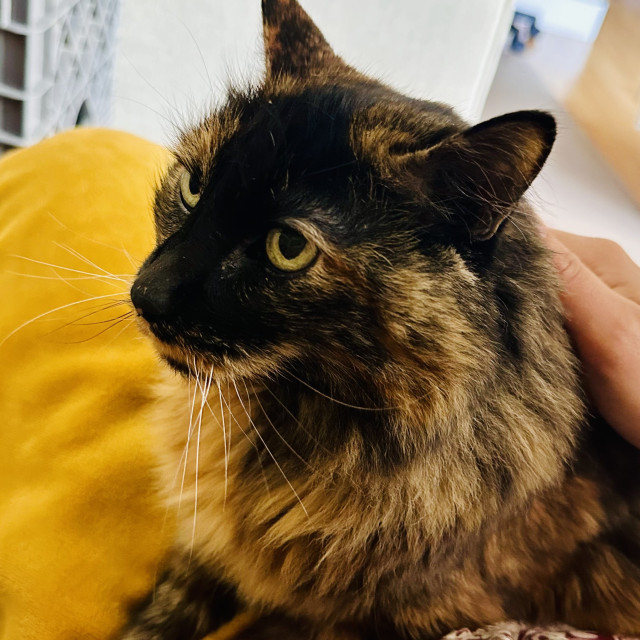 A super senior tortie sitting on someone and their yellow blanket 
