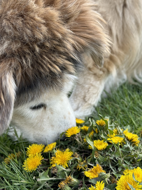 Australian shepherd mix lying down and sniffing a patch of dandelions 