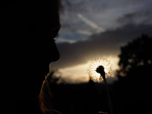 The shadowy face of a girl with a dandelion that obscures the sun.