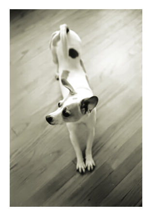 toned black and white. natural light. high angle view. a terrier yearling with short white coat and brown spots. stretching as she looks to her right on a bare hardwood floor. 