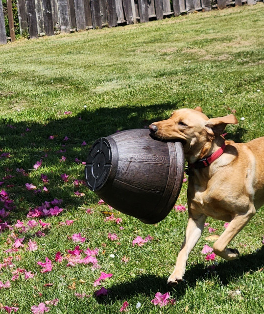 Golden Labrador retriever running with a resin flower pot in her mouth. There are pink rhododendron blossoms on the grass.