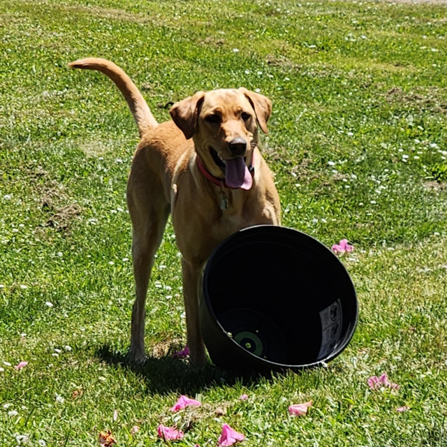 Golden Labrador retriever is happy with the brown resin pot she fetched. It is on its side in front of her.