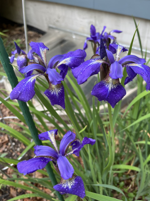 Fresh blooms of bright purple iris flowers.