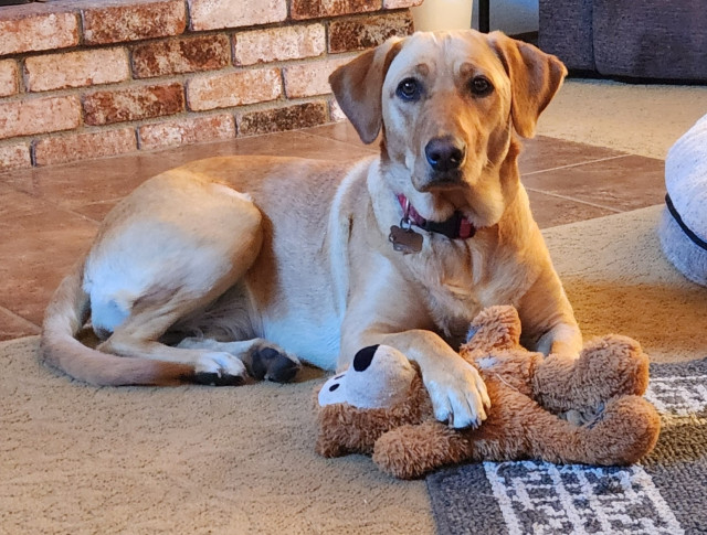 Golden Labrador retriever with on paw on her brown toy bear. She is looking at the camera.