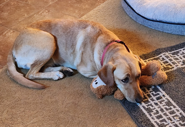 Golden Labrador retriever resting her head on her brown toy bear. She is looking at the camera.