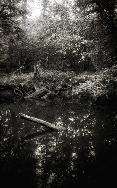 A pond in a leafy woodland. A tree branch pokes up from the water in the foreground. 
