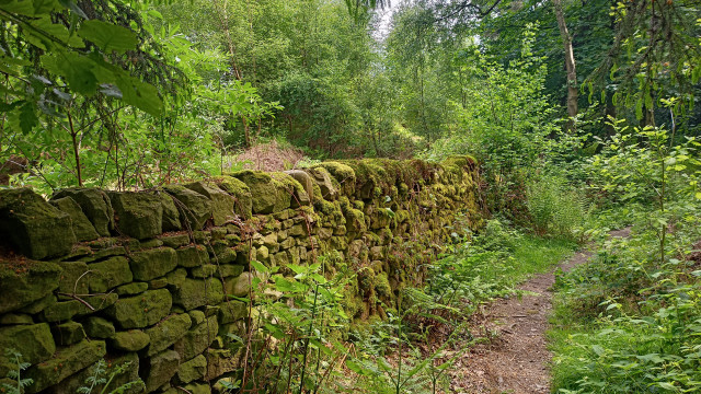 A dry stone wall, surrounded by trees and buried in nature, next to a foot path.