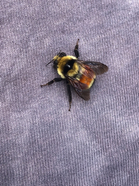 A bumblebee, yellow and black with a wide red-orange stripe on its butt. It is resting on gray fabric.
