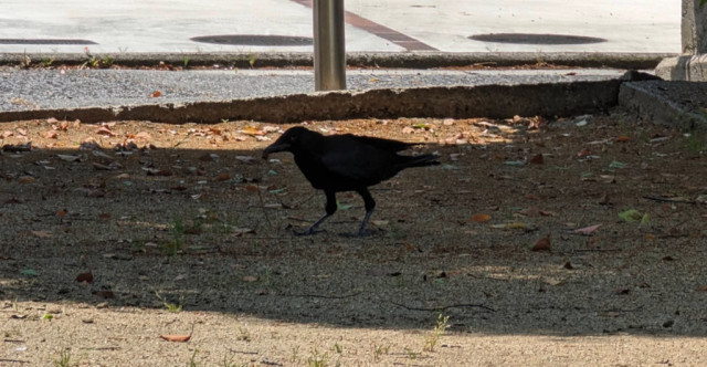 Baby crow on the ground, walking