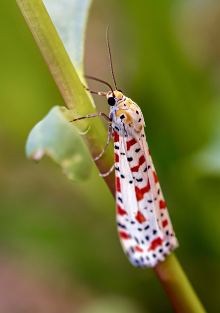 	commonly known as the crimson-speckled flunkey moth, the forewings are predominantly white, adorned with distinctive crimson or red spots and black markings
