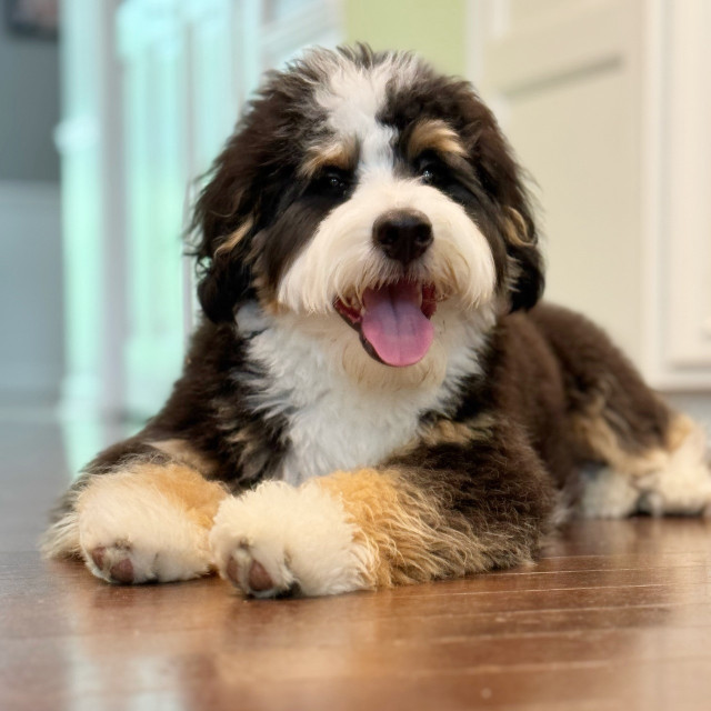 A mini bernedoodle looking happy 
