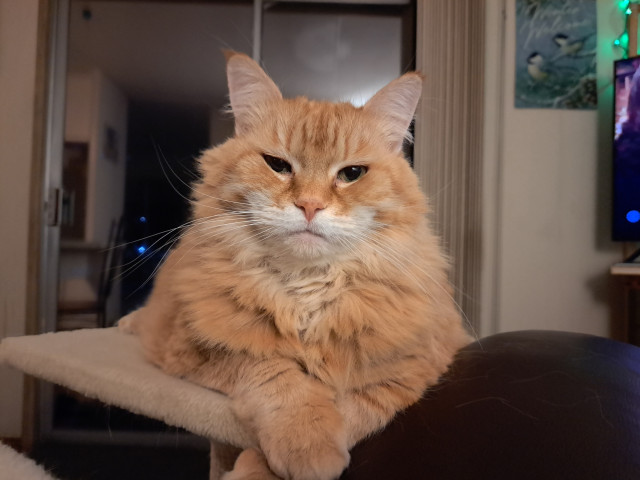 A large, majestic orange and white cat looking into the camera, front paws casually crossed.