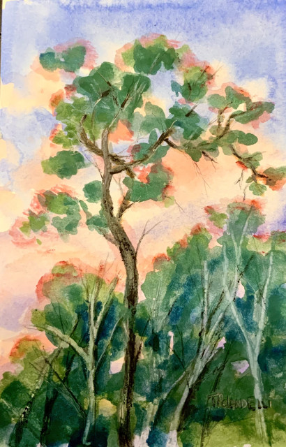 A watercolor painting of a tree with twisty branches, at sunset, with the angled sun shining behind the outline of the tree. Other trees in the background. 
