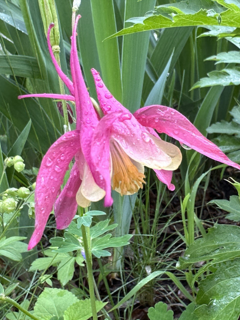 A pink and white columbine soaked with rain in a garden.