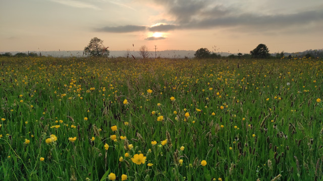 Low evening sun over meadow with yellow flowers 