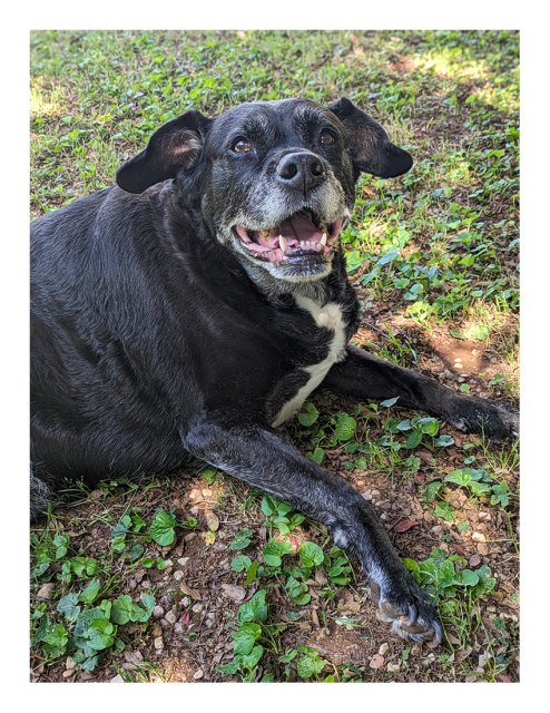 high-angle close of a black lab/pitty with gray muzzle and white chest markings on dappled grass, front paws out. he's looking up, mouth open and perky ears.