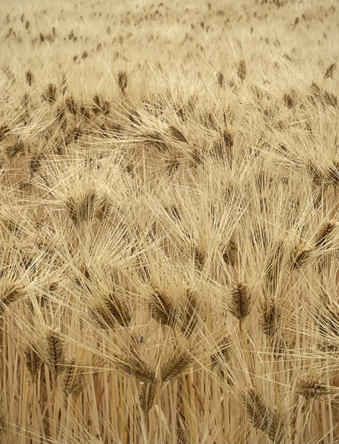 The wheat fields that were covered with green in the spring are now covered with gold.
Each ear of wheat extends its tip line in any direction. They are dense, but the golden ears sway slowly in the wind.