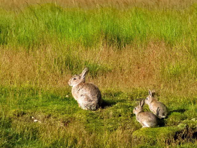 Three wild rabbits in the wild: a mother with her two young. They sit still and watch their surroundings.