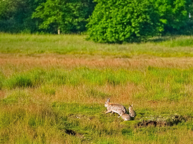 Three wild rabbits in the wild: a mother with her two young. This time in motion.
