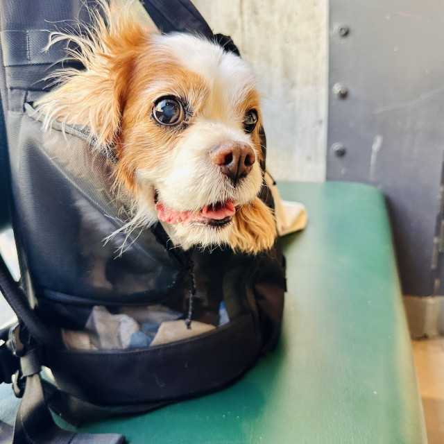 A photo of a dog inside a backpack looking funny 