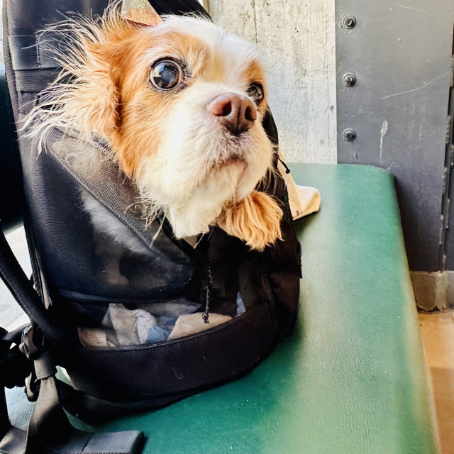 A photo of a dog inside a backpack 