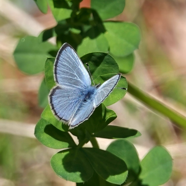 A small butterfly sits on a green plant. The wings are blue on top and have a fine black and white border