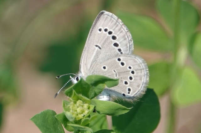 A small butterfly sits on a green plant. The wings are grey on the underside with many black and white ringed spots.