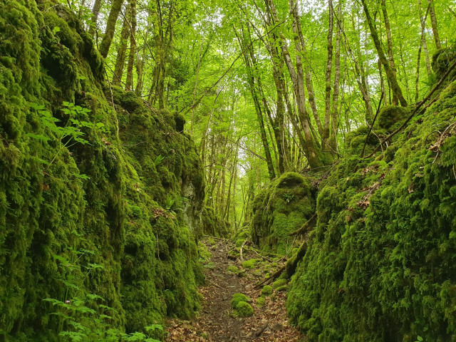 Photography of a straight forest path surrounded by natural, uneven rock walls/embankments 2 to 3 meters high. The rock is not actually visible because it is covered in a thick layer of moss and a few additional plants here and there. Trees with thin trunks and green leaves are growing at the top of the embankments on both sides.