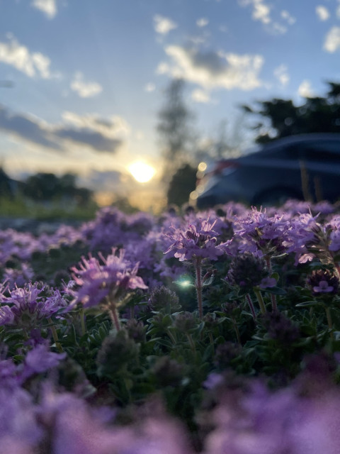 A dramatic ground level view of some purple creeping thyme flowers. The sun is low in the sky and the flower that catches our eye has two little leaves that look like arms, and there's a green lens flare on one of the arms, like it's about to throw it. 