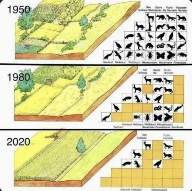 Drei Zeichnungen zur Bewirtschaftung von agrarflächen und deren Folgen aufgezeigt im Zeitraffer von 1950 über 1980 bis 2020 das Sterben der Artenvielfalt