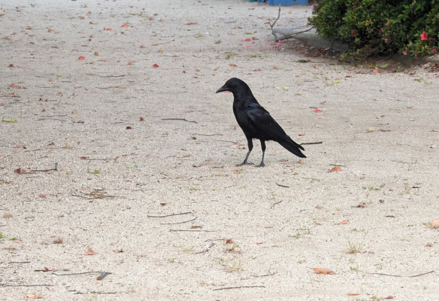 Ms. Crow walking in the park.