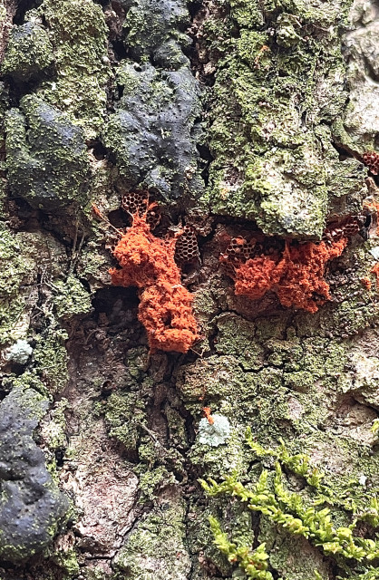 Closeup of the bark of a nearly dead Black Birch. In the center are somewhat fluffy , orange “pieces” that almost look like the stuffings of an old stuffed animal toy. Bordering these are dozens of tiny brown chambers that are connected together like a hive. Their openings are nearly microscopic. There are approximately 100-125 of these chambers. There are also old, blackish, hardened fungi covered with moss and lichen.
