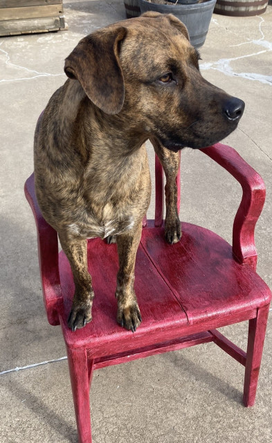 A picture of a brown brindle plott hound sitting on a red wooden chair looking to the left.