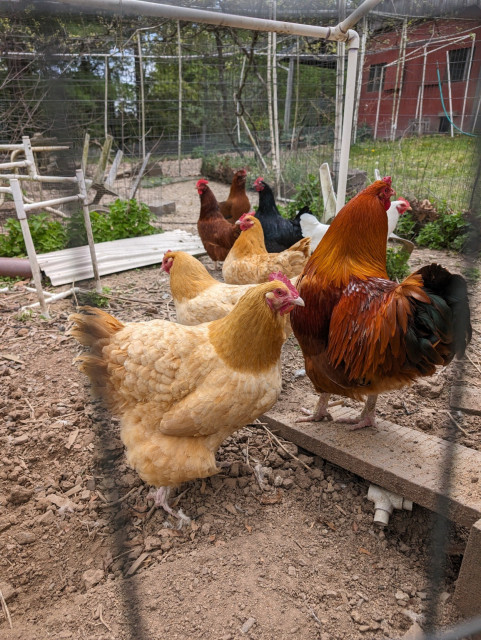 A photo of a handsome orange rooster and seven of his hens inside their enclosed chicken run. There are three buff-colored hens in the front, a white hen hiding behind him, a black hen, and two dark reddish-brown hens.