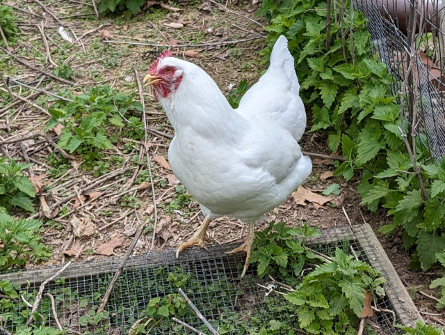 A photo of a single white hen who didn't want to join the group photo, staring into the camera with her beak slightly open.